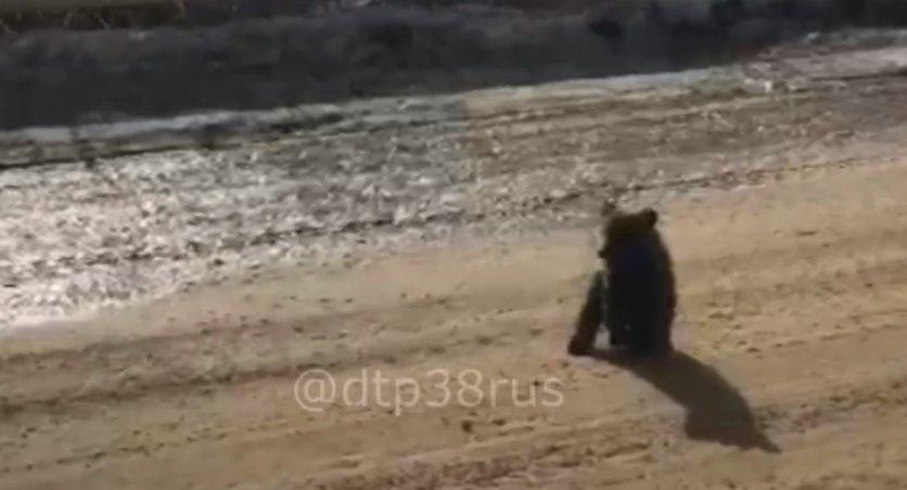 Медведица и медвежонок на трассе в Приангарье