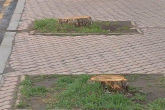 На центральных улицах Иркутска этим летом высадят новые деревья