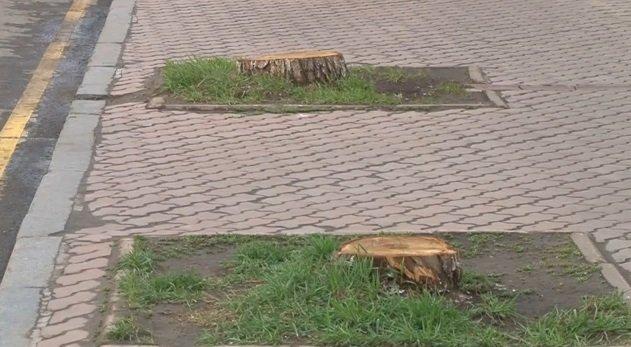 На центральных улицах Иркутска этим летом высадят новые деревья