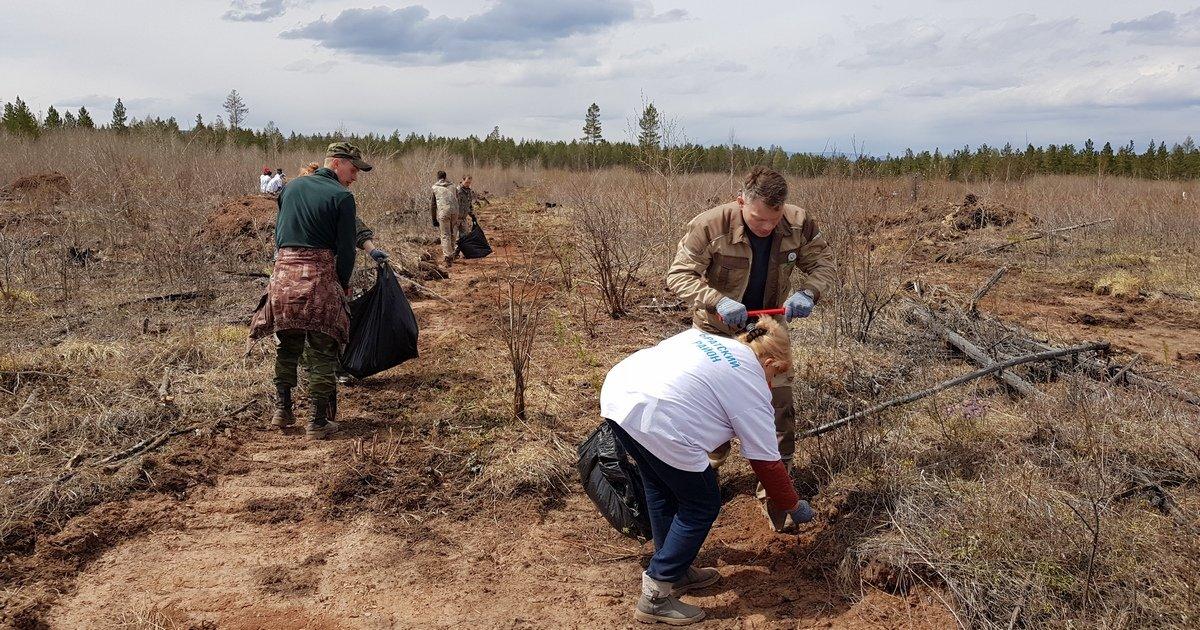 Шесть тысяч двухлетних сосен высадили в Братском лесничестве