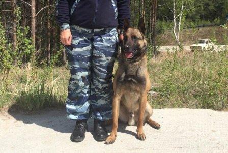 Служебная собака в Иркутске обнаружила наркотики