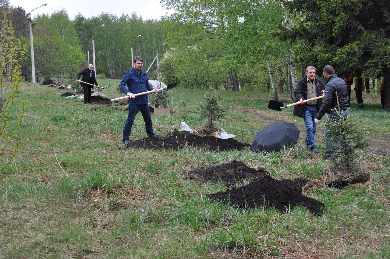 В Академгородке начали высаживать аллею к 55-летию микрорайона