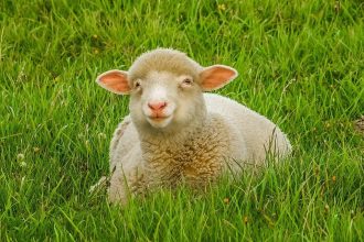 В Бурятии зафиксирована рекордная за 20 лет численность овец и коз