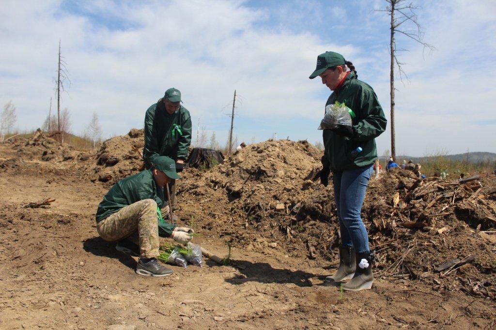 В Голоустненском лесничестве высадили деревья