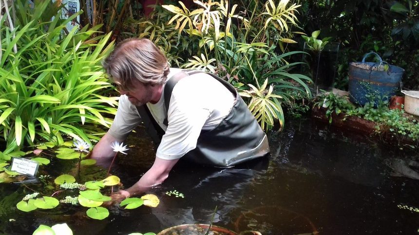 Знаменитая кувшинка Виктория Амазонская будет расти в иркутском ботаническом саду