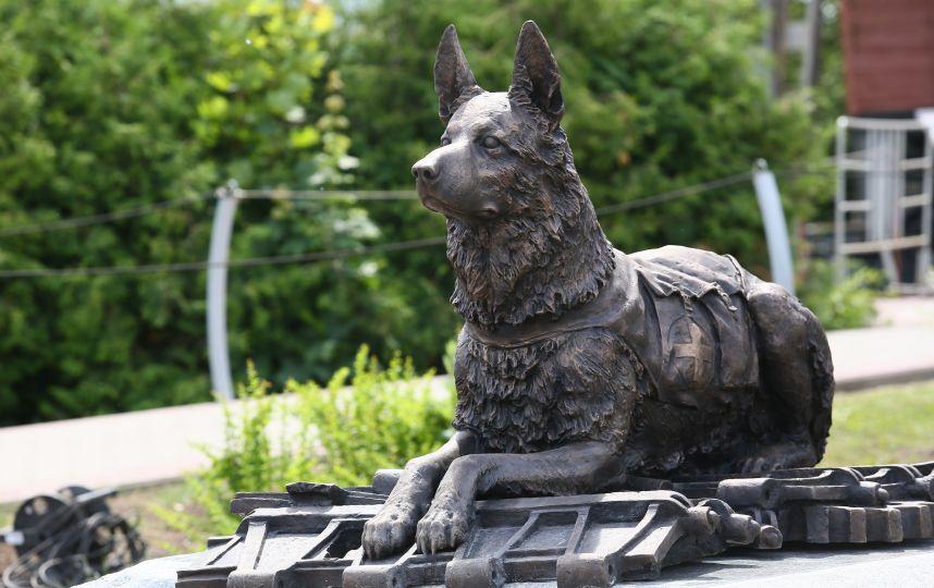 Иркутяне смогут прислать свои рисунки на конкурс, посвященный фронтовой собаке, в Москве