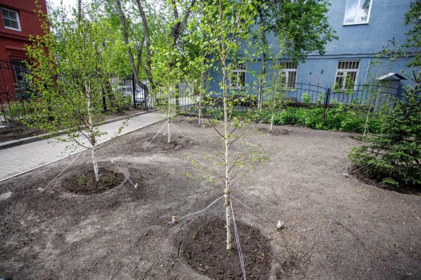 300 деревьев высадят в Иркутске 28 августа в рамках акции «Мой зеленый город»