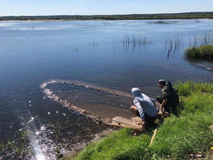 Более 243 тысяч подрощенных мальков пеляди выпустили в реку Белая