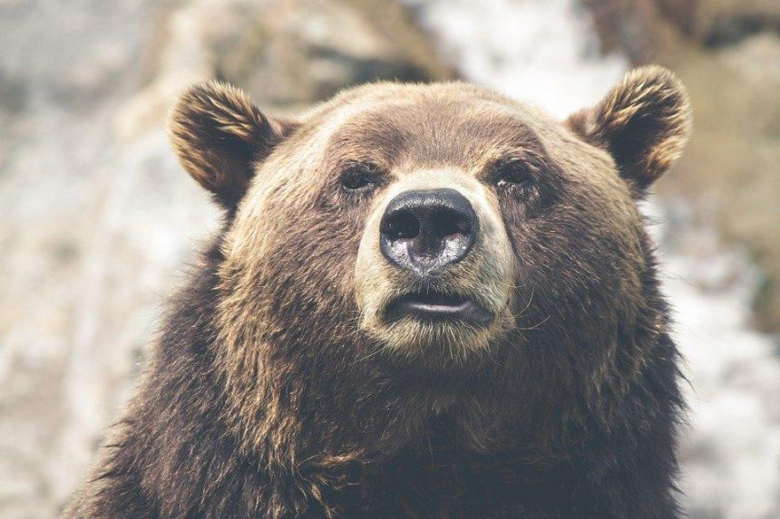 Медведь убил местного жителя в Усть-Кутском районе