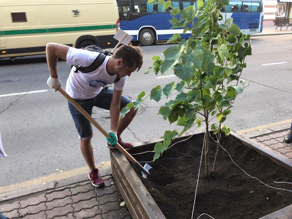 Около 500 деревьев высадили в Иркутске