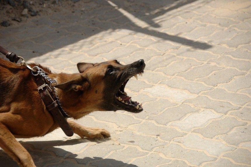 Полицейские предотвратили нападение агрессивной собаки