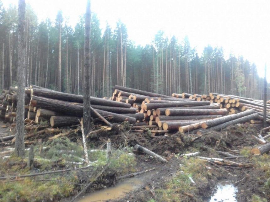 В Казачинско-Ленском лесничестве пресекли незаконную рубку леса