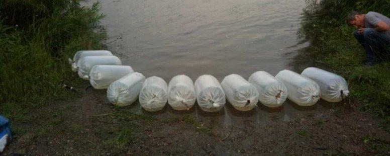 В реку Хилок Иркутской области выпустили 3 593 мальков байкальского хариуса