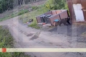 В Усть-Илимске медведь пришел на территорию детского лагеря