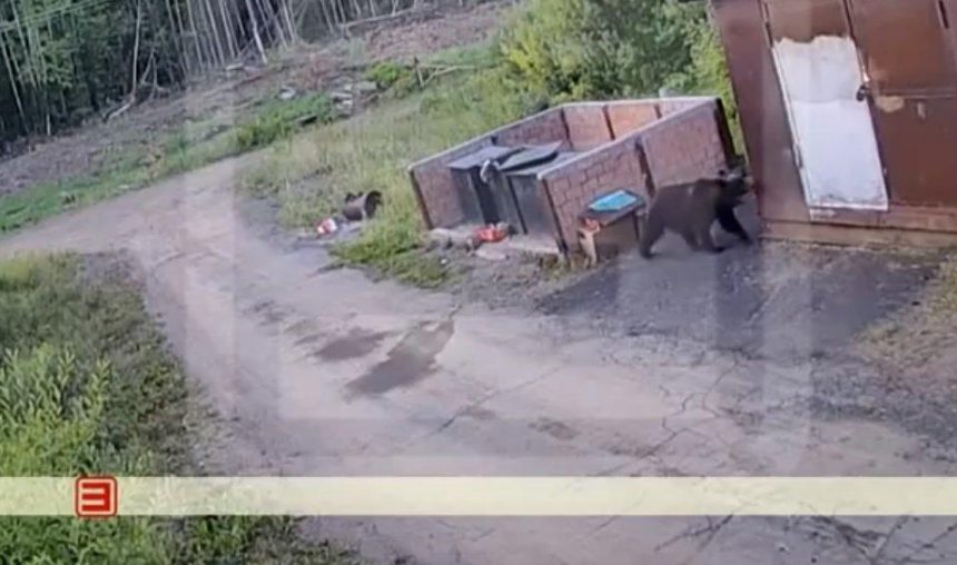 В Усть-Илимске медведь пришел на территорию детского лагеря