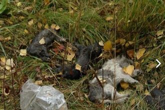 14 мертвых щенков нашли на окраине Иркутска