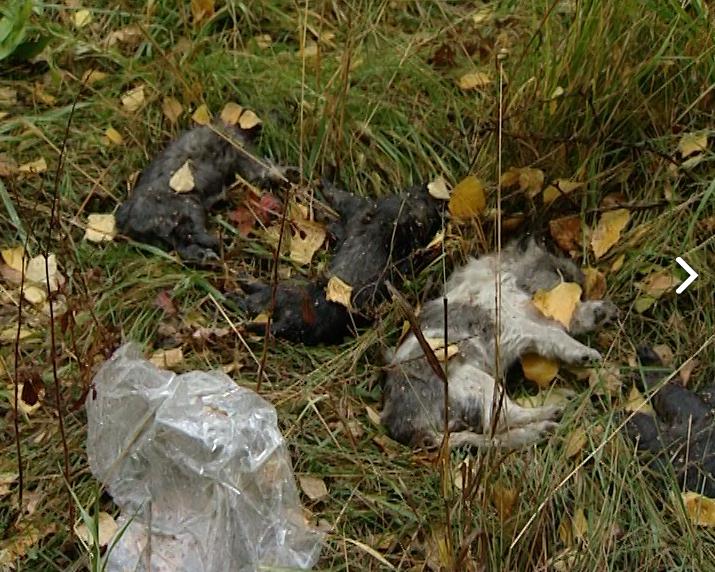 14 мертвых щенков нашли на окраине Иркутска