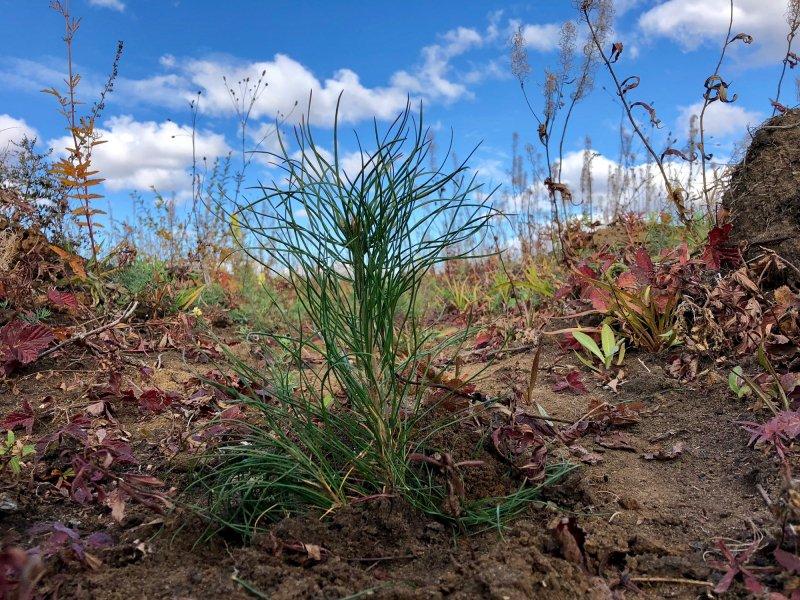 40 тысяч сосен высадили в Иркутском районе