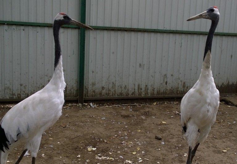 9 сентября - Всемирный день журавля. Фото этих птиц из иркутской зоогалереи