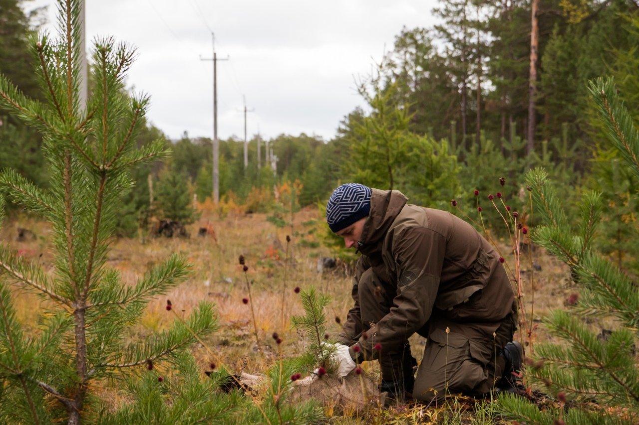 Более 30 тысяч деревьев посадили на Ольхоне