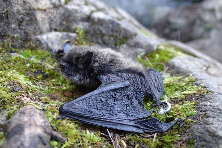 Более 440 летучих мышей окольцевали в пещерах Мечта и Охотничья в Иркутской области