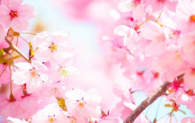 Клуб любителей японской культуры «Сакура» приглашает иркутян на встречи