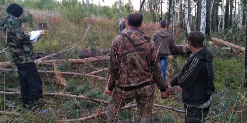 Незаконную рубку леса пресекли в Ангарске