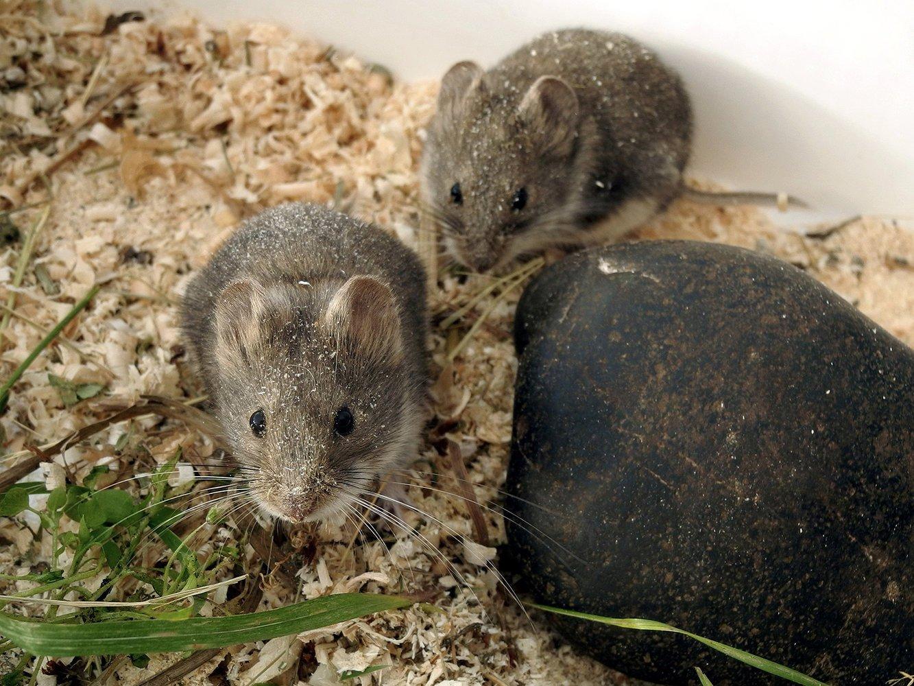 Ученые открыли сбор средств на проект по изучению и сохранению ольхонской полёвки