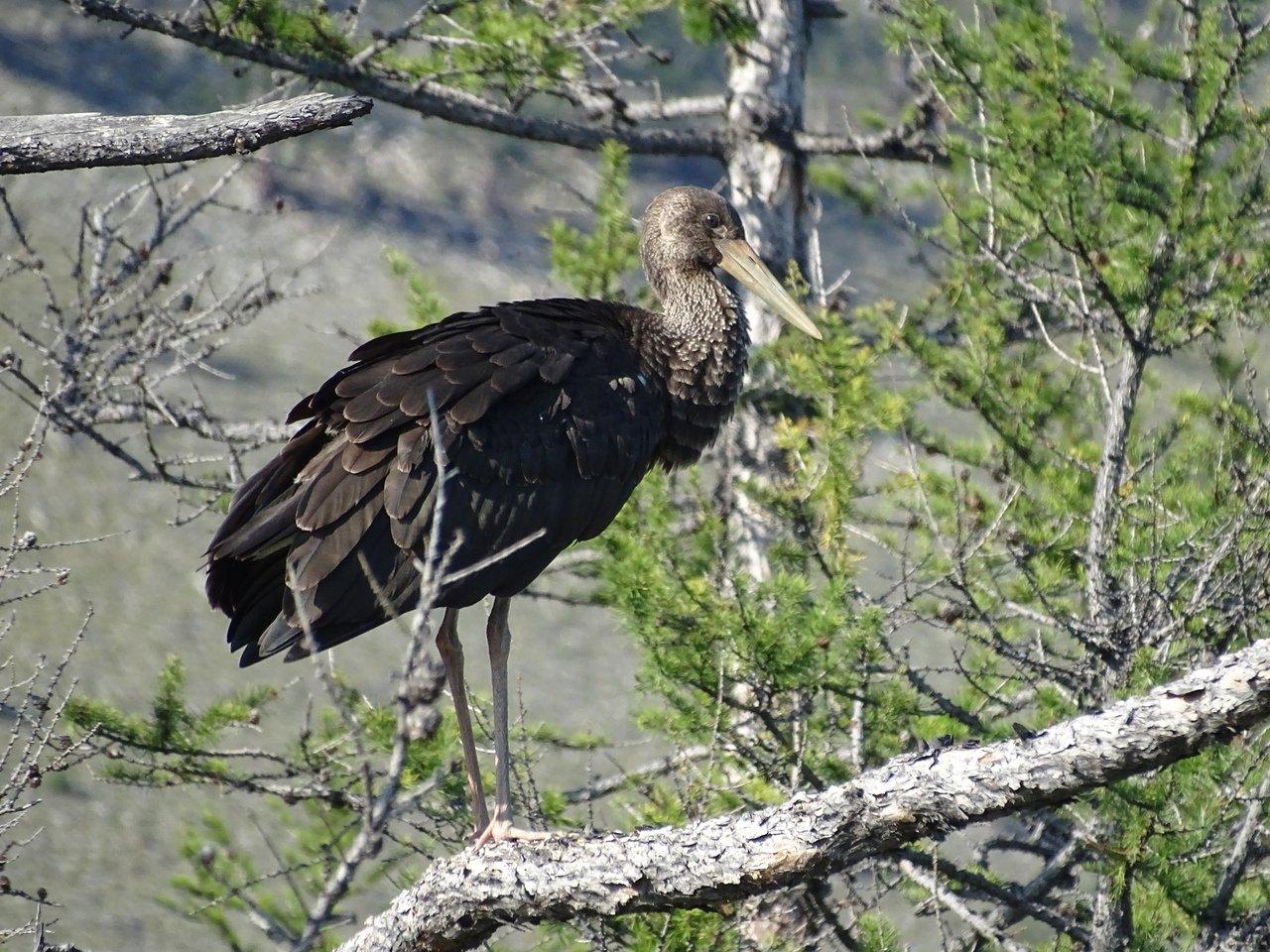 В Байкало-Ленском заповеднике зарегистрированы девять видов птиц, занесенных в Красную книгу России