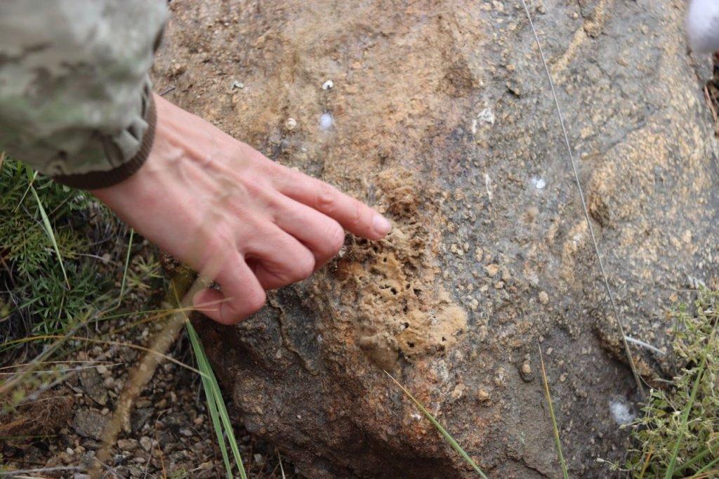 В Ольхонском лесничестве вручную борются с непарным шелкопрядом