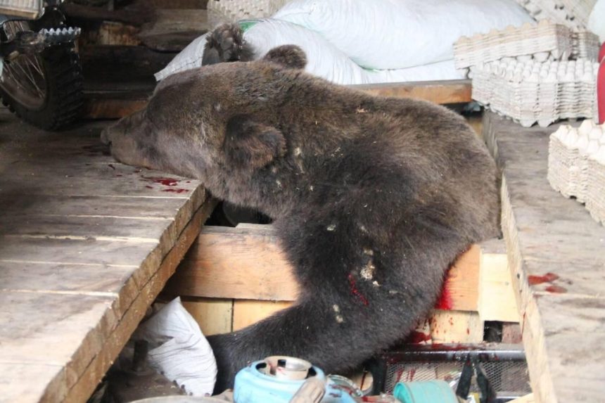 В Усть-Куте в гараж местной жительницы забрался медведь. Хищника обезвредили