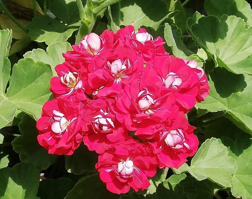 Выставка комнатный растений "Осенняя акварель" откроется в Иркутске