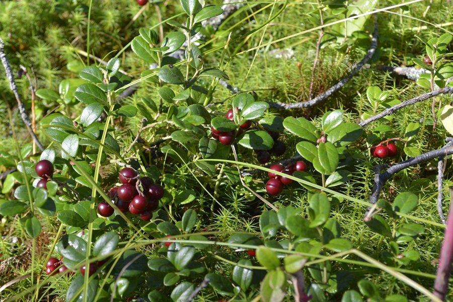 Заблудившегося ягодника ищут в Тайшетском районе