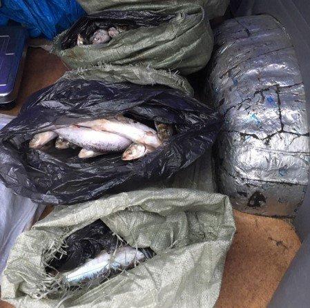 Житель Слюдянки перевозил партию байкальского омуля без ветеринарного свидетельства