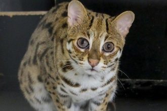 Азиатский леопардовый кот поселился в иркутской зоогалерее