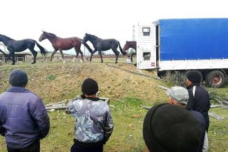 Полиция Эхирит-Булагатского района задержала троих подозреваемых в краже 26 лошадей