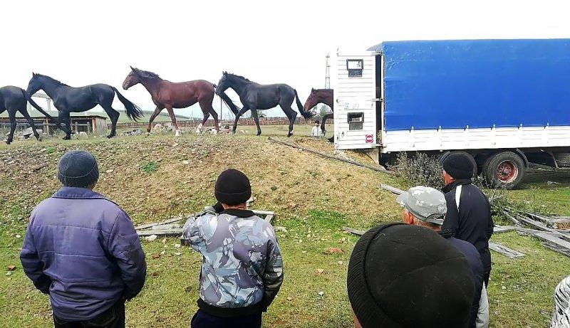 Полиция Эхирит-Булагатского района задержала троих подозреваемых в краже 26 лошадей