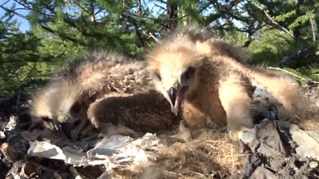 Птенцы чёрного коршуна в Прибайкалье