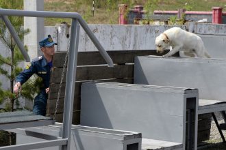 Собака-спасательница из Иркутска успешно прошла сертификационные испытания