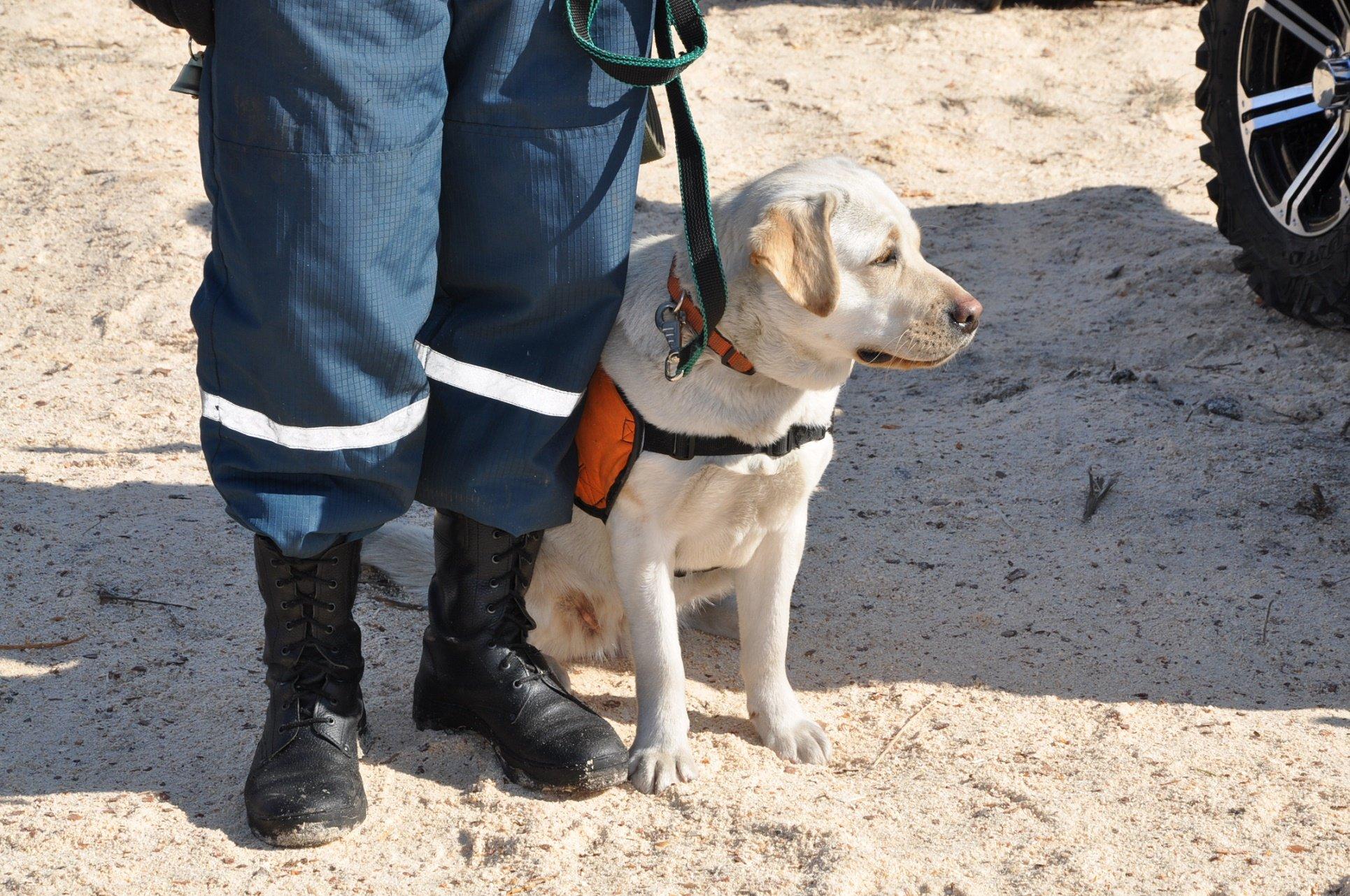 Собака-спасательница из Иркутска успешно прошла сертификационные испытания