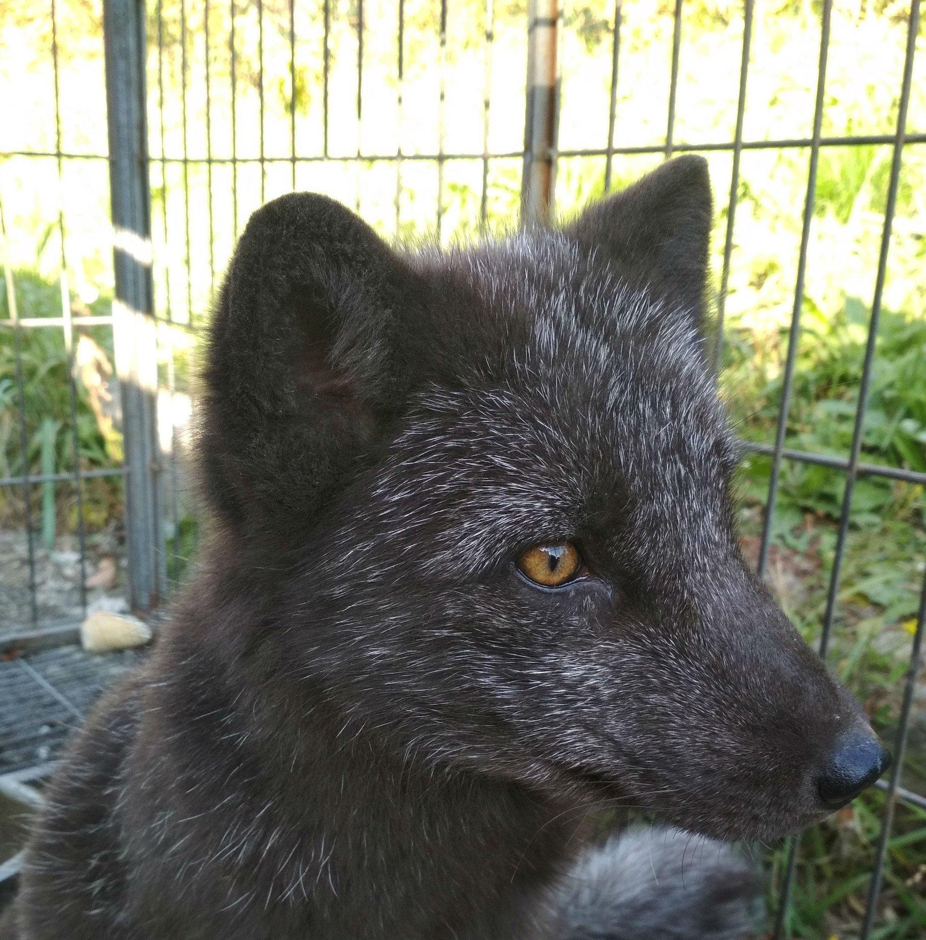 В центре Иркутска поймали чернобурую лисицу