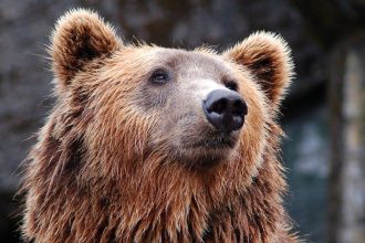 Жители Иркутского района вновь сообщают о нападении медведя на собак