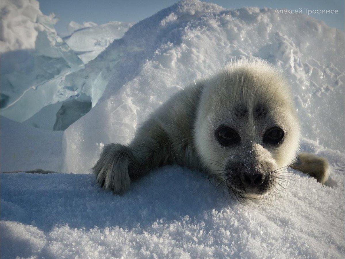 Фонд "Озеро Байкал" выиграл президентский грант на проект по сохранению популяции байкальской нерпы