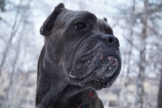 "Мы в ответе за тех, кого приручили". 30 ноября отмечается Всемирный день домашних животных