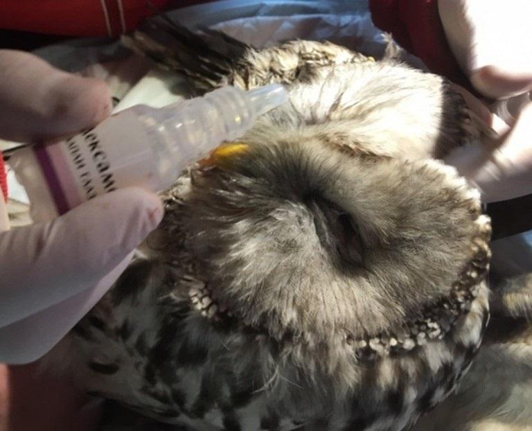 Очередную раненую сову привезли в иркутскую зоогалерею