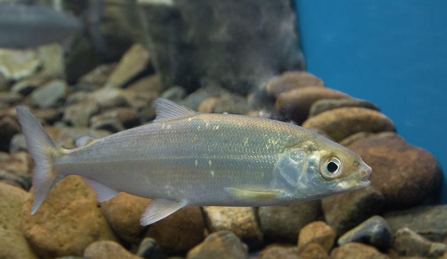 Штраф за добычу омуля на Байкале вырос почти в девять раз