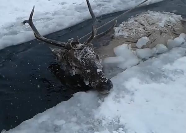 В Бурятии из ледяного плена спасли изюбря