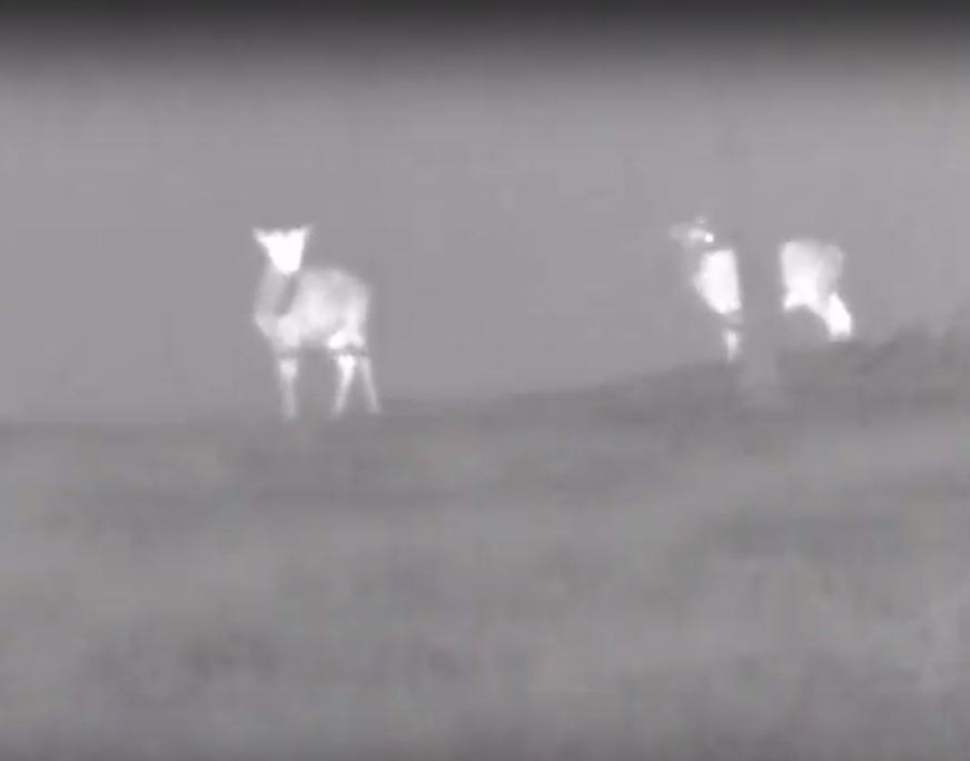 В "Заповедном Прибайкалье" провели учет животных с помощью тепловизора