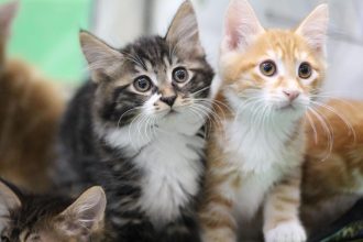 Выставка котят. Фоторепортаж