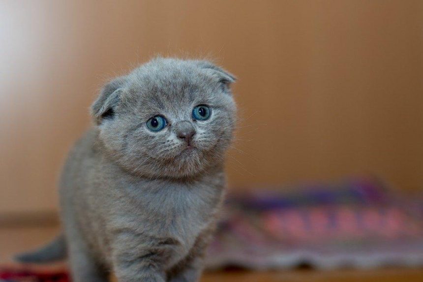 Выставка котят пройдет в Иркутске
